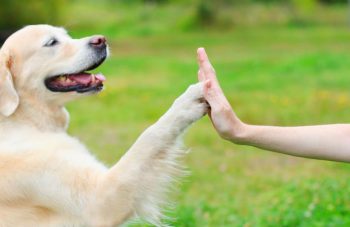 Healing with Furry Friends